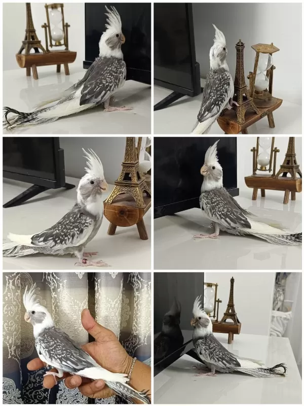 65 Günlük Yavru Ev Üretimi Wf Pearl Ele Alışkın Sultan