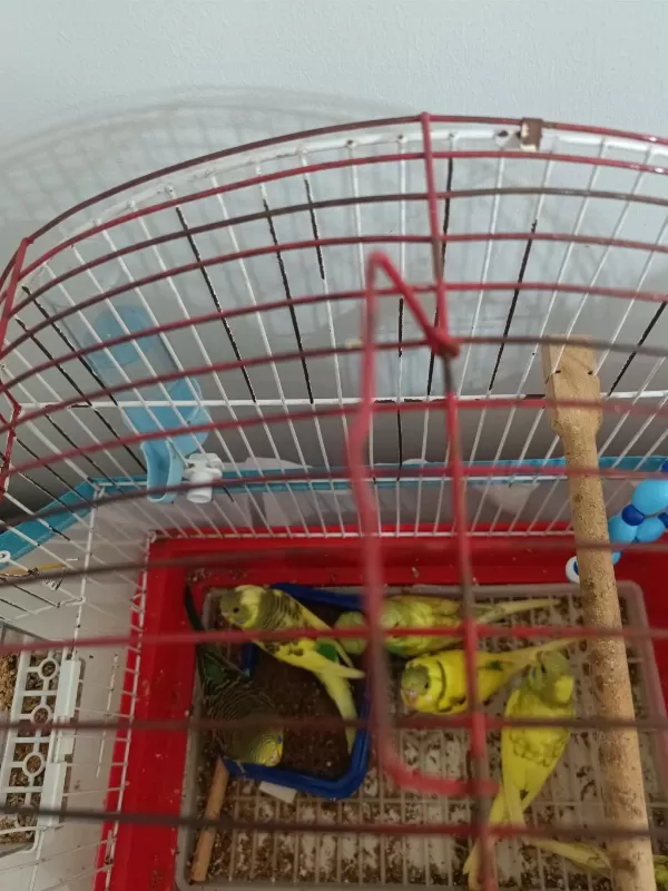 1 Aylık Bebek Kuşlar Yem Yemeye Başladılar