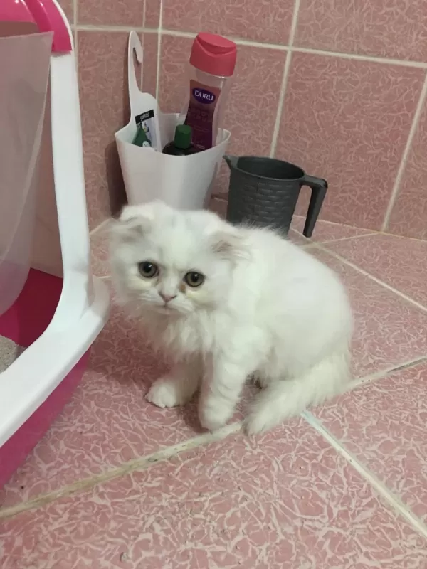 Scottish Fold 2.5 Aylık Erkek