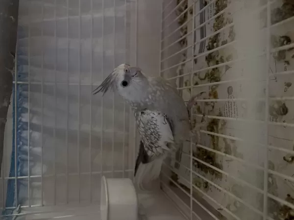 Cinnemon Pearl Dişi Sultan Papağanı