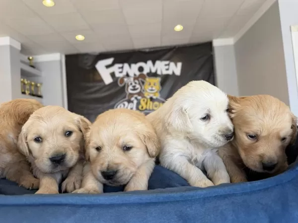 Orjinal Golden Retriewer Yavrular Ankara Mağazamizda