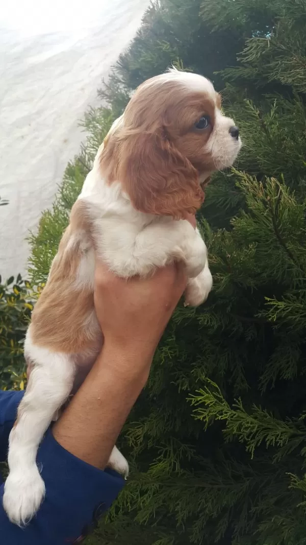 Muhteşem Cavalier King Charles
