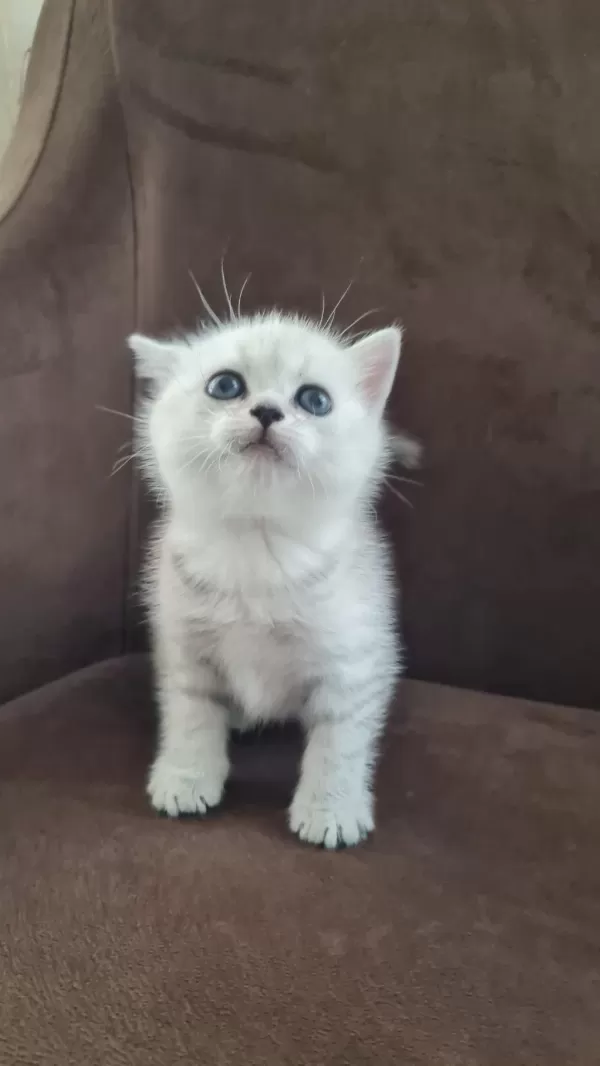 British Shorthair Silver Yavrularımız