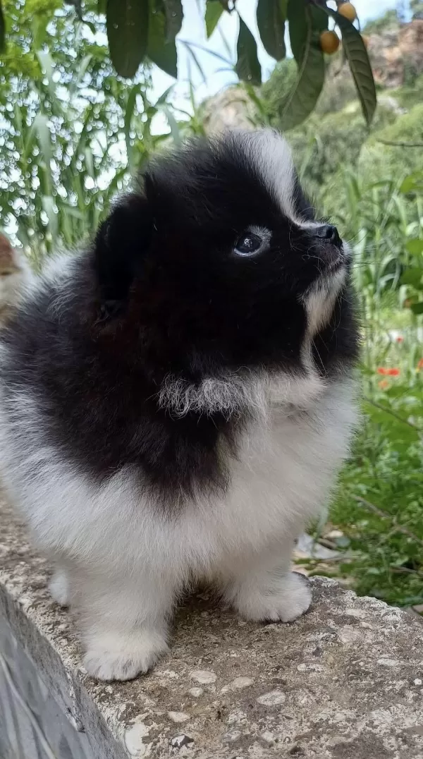 Garantili Ayı Surat Pomeranian Erkek