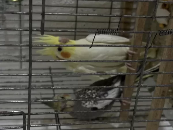 Yavru Sultanlar Albino Ve Lutino