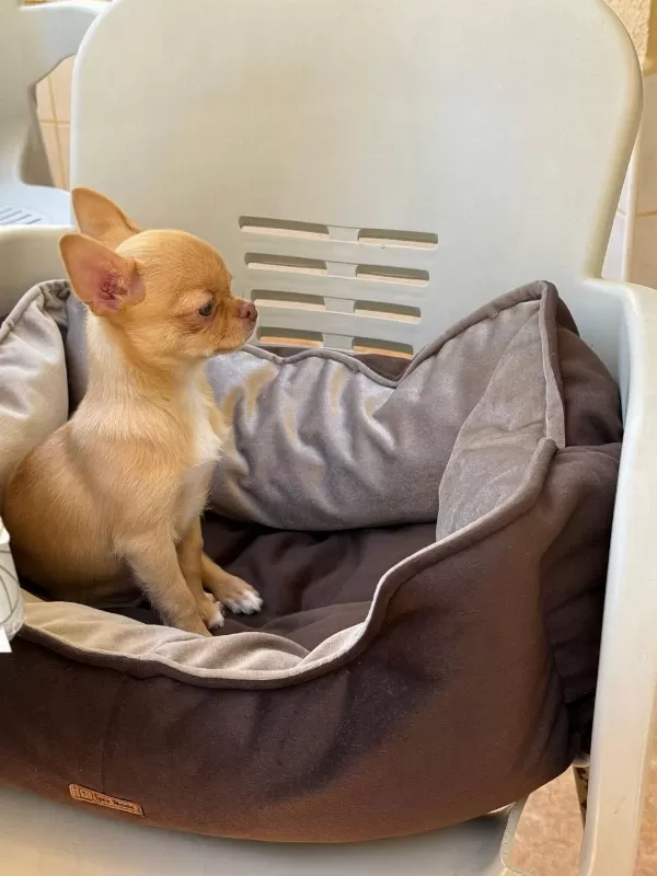 Üst Kaliteli Erkek Chihuahua