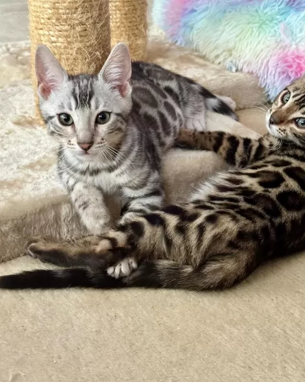 Bengal Kedisi Muhteşem Güzellik