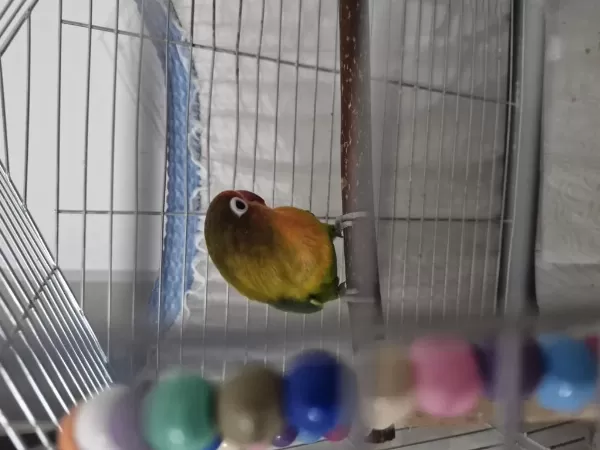 Ömürlük Yuva Arıyoruz 9 Aylık Papağanımıza