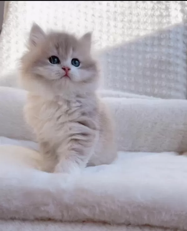 Blh Ay12 Erkek British Longhair