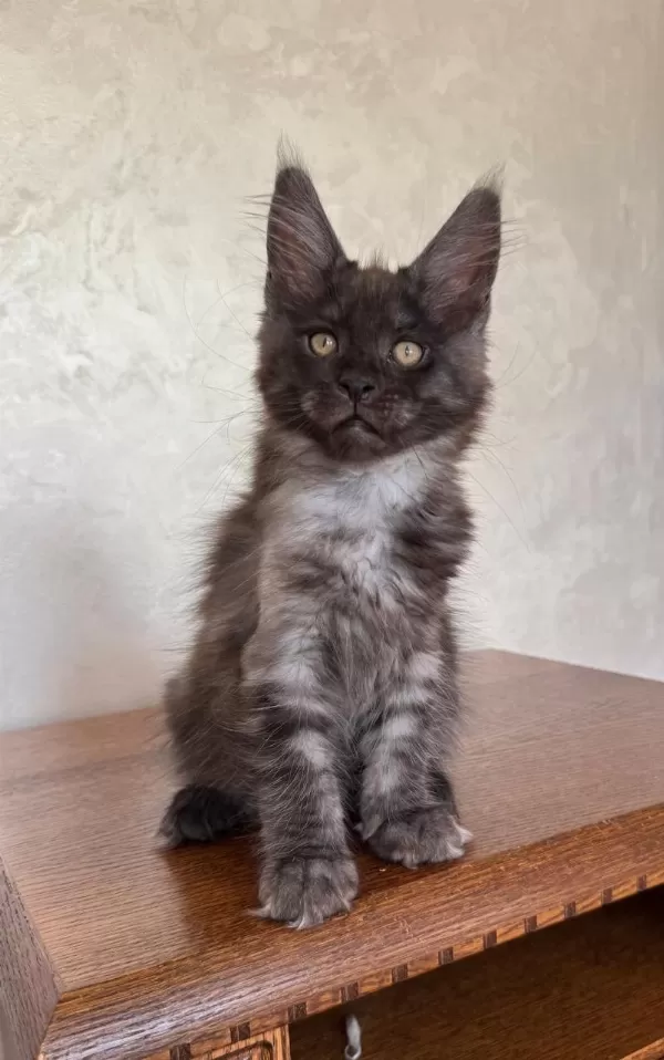 Dev Black Smoke Erkek Maine Coon