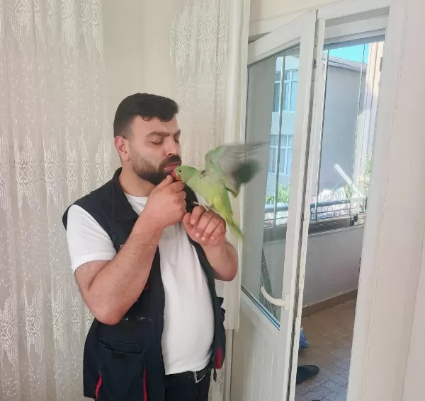 Yavru Alex İskender Papağanımız