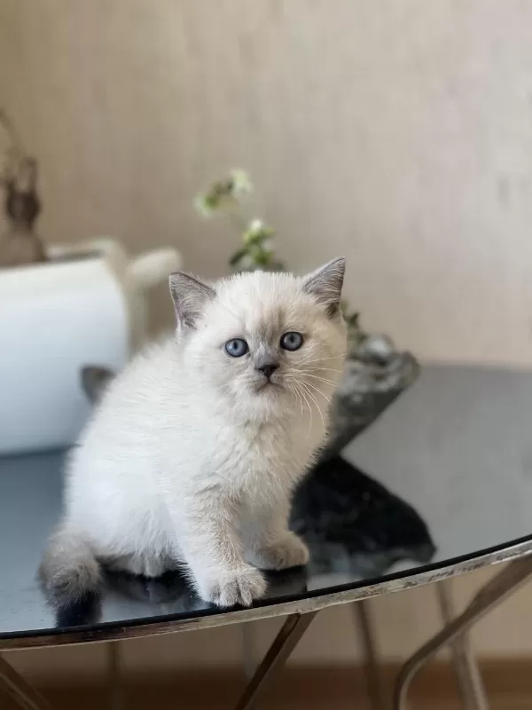 Blue Point Oyuncu British Shorthair Yavrum