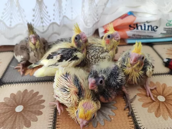 El Beslemesi Sultan Papağanları
