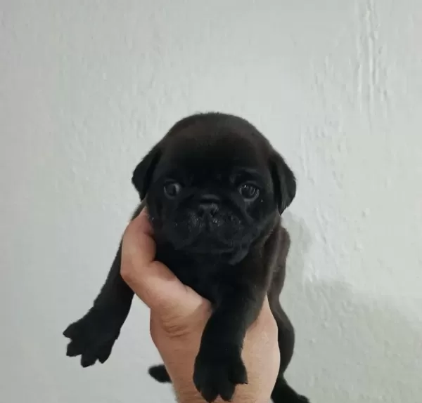 Safkan Pug Mops Yavrular İrk Sağlık Garantili