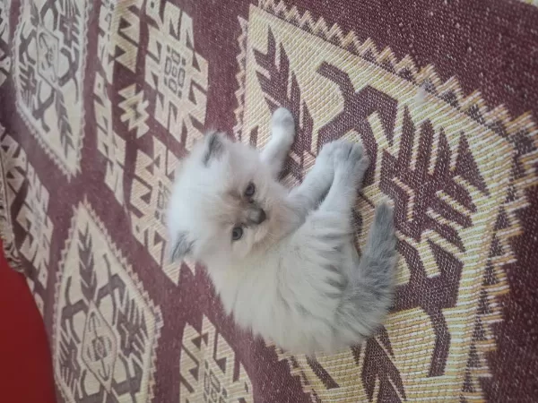 Sevimli Yavrular İran Kedileri