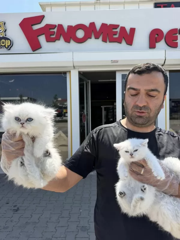 Shoooowwww Kalite Brıtısh Longhaır Yavrular Ankara