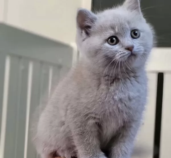 British Shorthair Lilak Yavrularim
