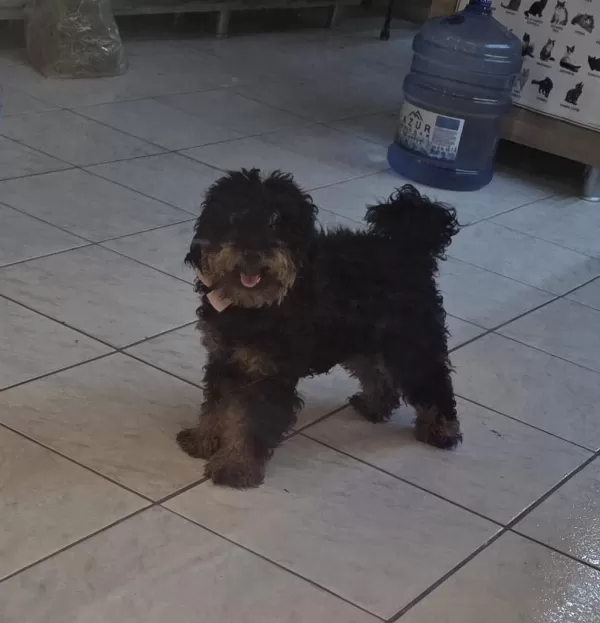 9 Aylik Özel Renk Toy Poodle Dişi