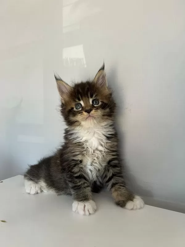 Safkan Full Şecereli Maine Coon Bebekler
