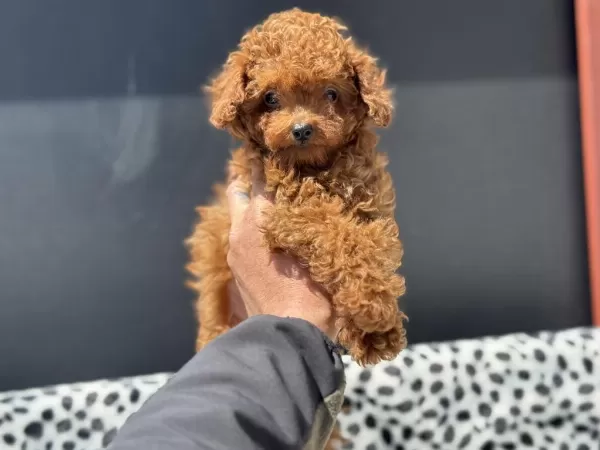Redbrown Toy Poodle Yavrularımızı Görüp Ala Bilirsiniz