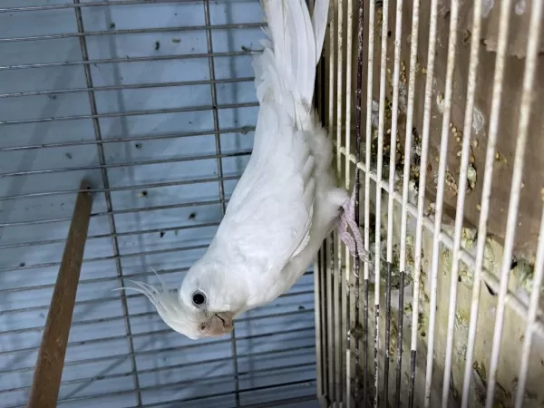 Albino Sultan Papağanı Tek Dişi Tek Erkek Takımlar