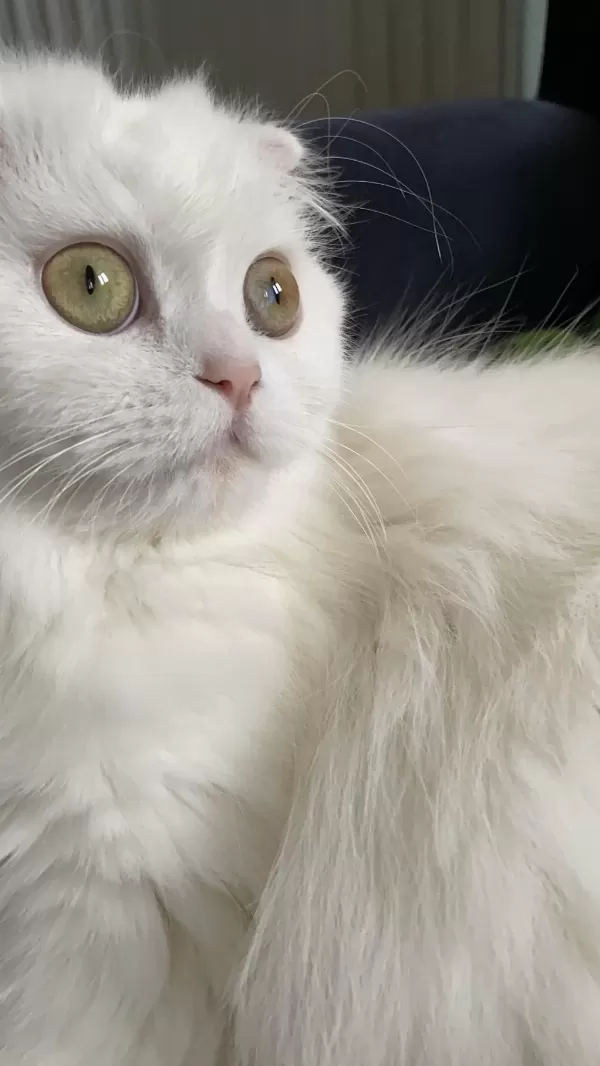 Pamuk Prenses Longhair Kedimiz