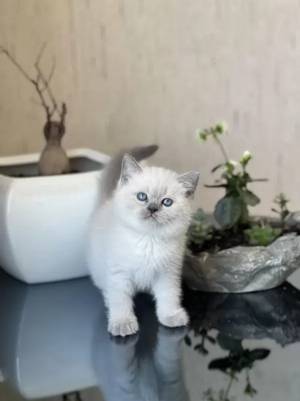 Oyuncu Safkan Blue Point Güzelliğim