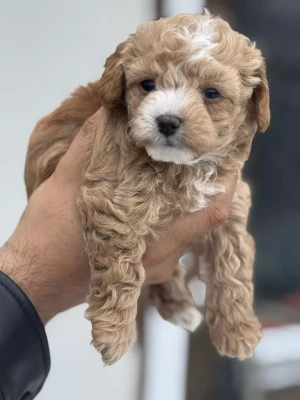 Petmode Köpek Çiftliğinden Kore Maltipoo