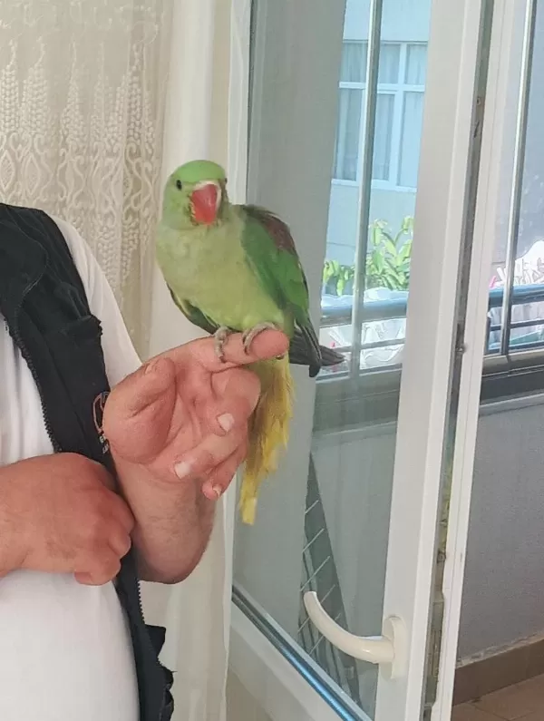 Yavru Alex İskender Papağanımız