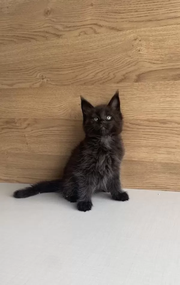 Değerini Bilene Xxl Maine Coon Bebeklerim