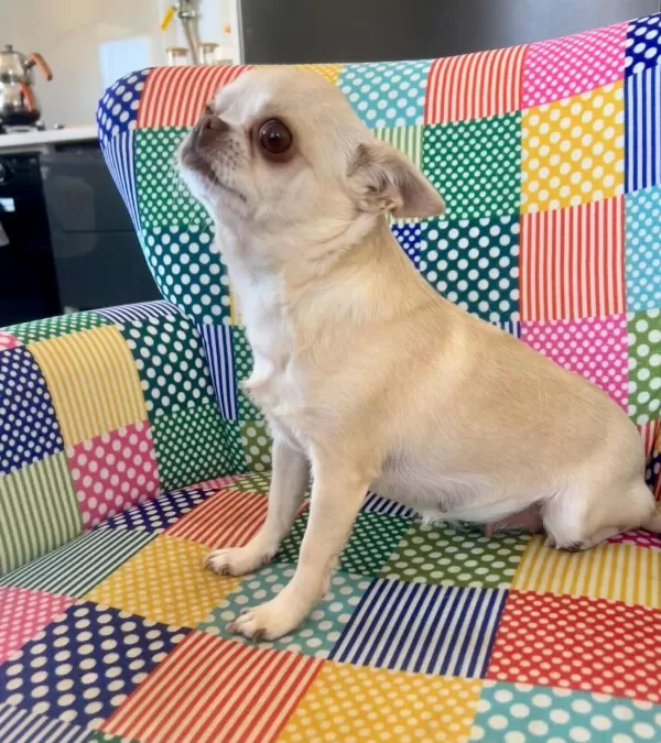 Eğitimli Şecereli Yetişkin Chihuahualar
