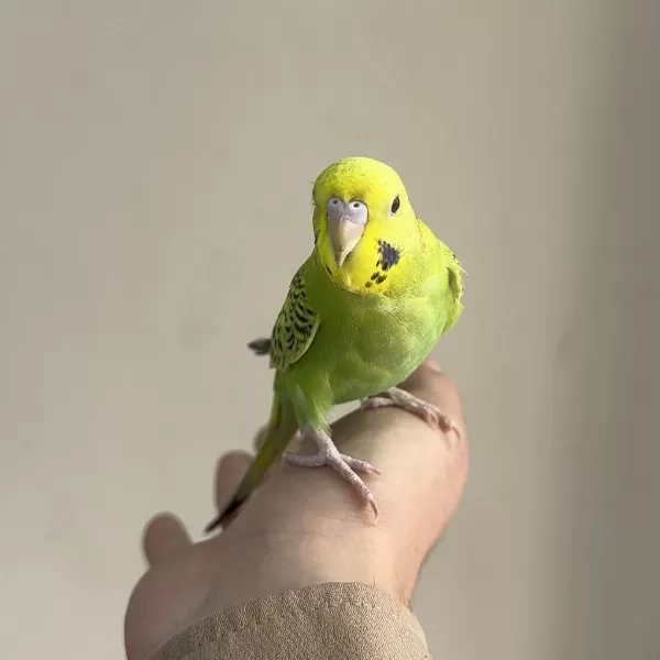 Bebek Muhabbet Kuşu Yeni Yeme Düşmüştür
