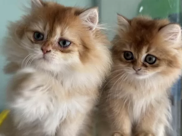 En Güzel Golden British Longhair Yavrumuz