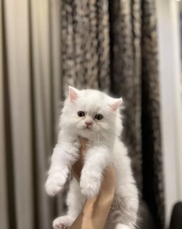 Bebek Yüz British Longhair Yavrularim