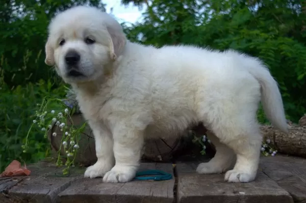 Golden Retriever Yavrular Canlı Görerek Alabilirsiniz