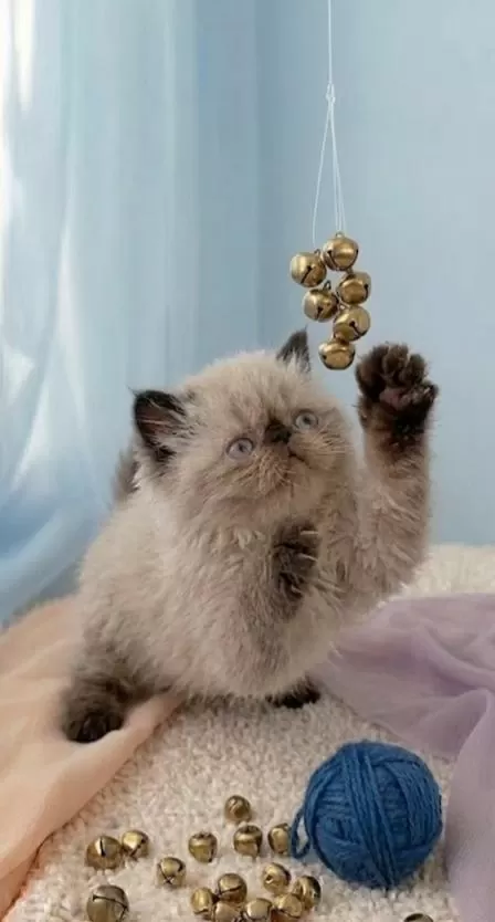 Mini Maviş İran Kedisi