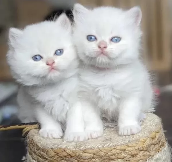 British Longhair Bebek Yüz Yavrular