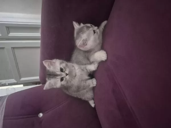 2 Aylık British Shorthair