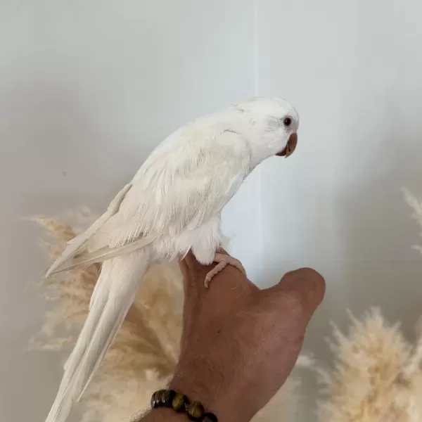 8 Aylik Albino Monk Papağani