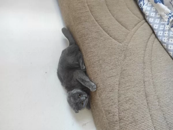 Şehir Değişikliği İçin Scottish Fold