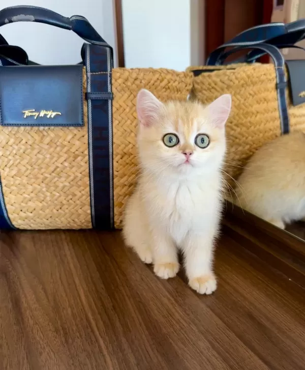 Safkan British Shorthair Golden Dişi Yavru