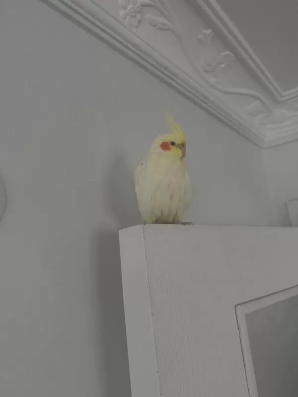 1 Yaşında Erkek Sultan Papağanı Ele Alışkın