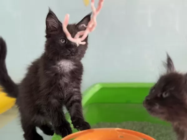 Son Dişi Aşılı Karneli Maine Coon Yavrularımız