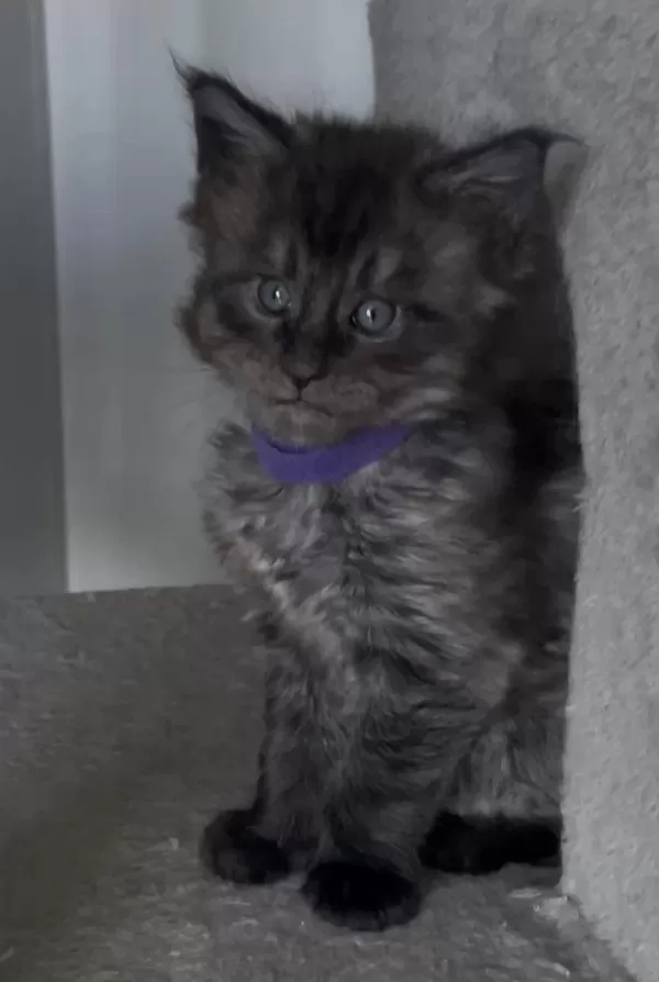 Eşi Benzeri Olmayan Show Class Maine Coon Yavrulari