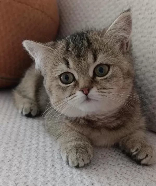 Yakışıklı Yavru British Shorthair