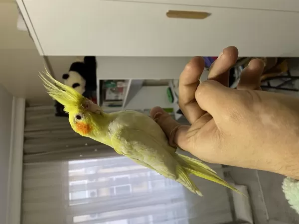 Lutino Sultan Papağanı