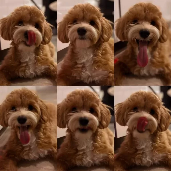 1 Yaşında Tuvalet Eğitimli Sütlü Karamel Renk Maltipoo