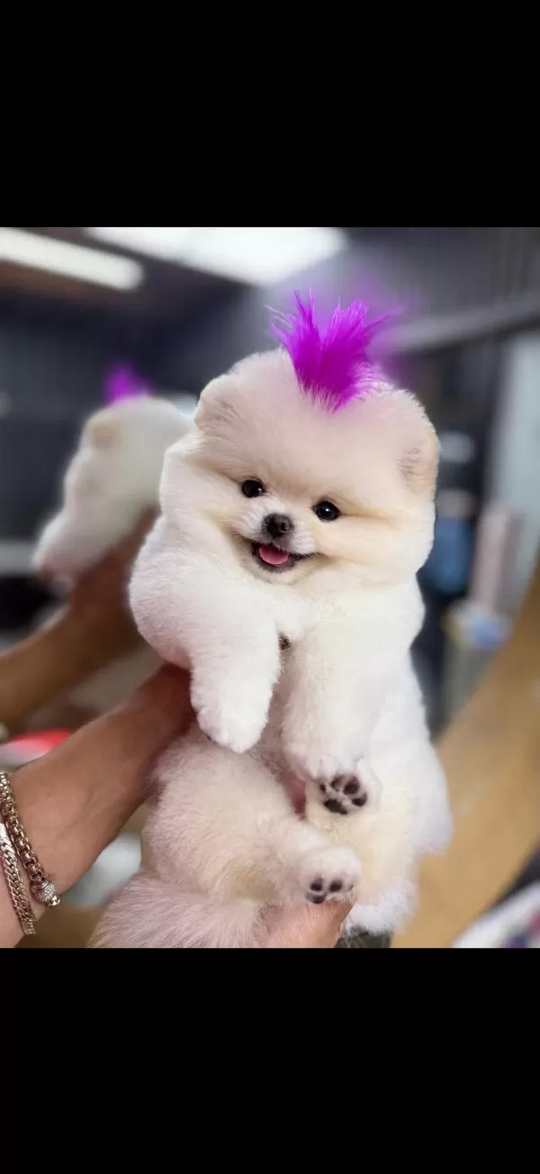 Orjinal Pomeranian Boo Ayı Surat