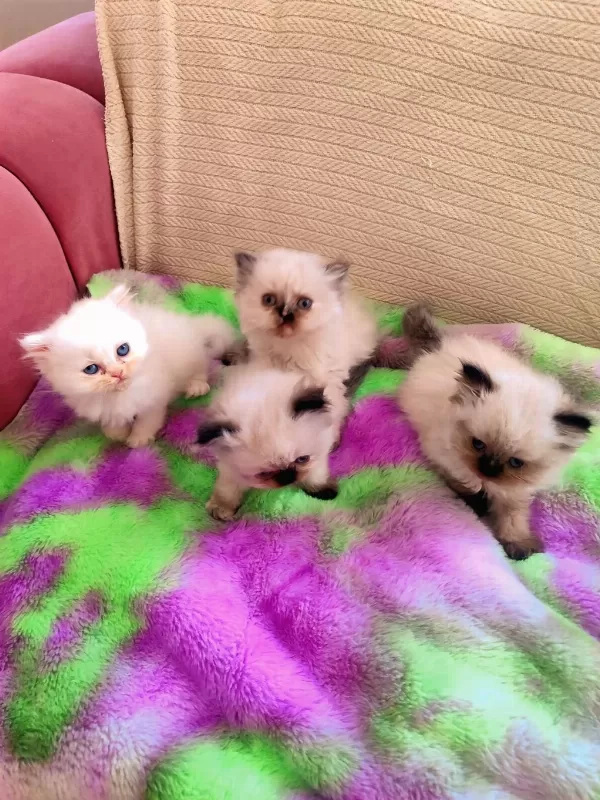 2 Aylik Dişi Ve Erkek Safkan İran Kedisi Yavrulari