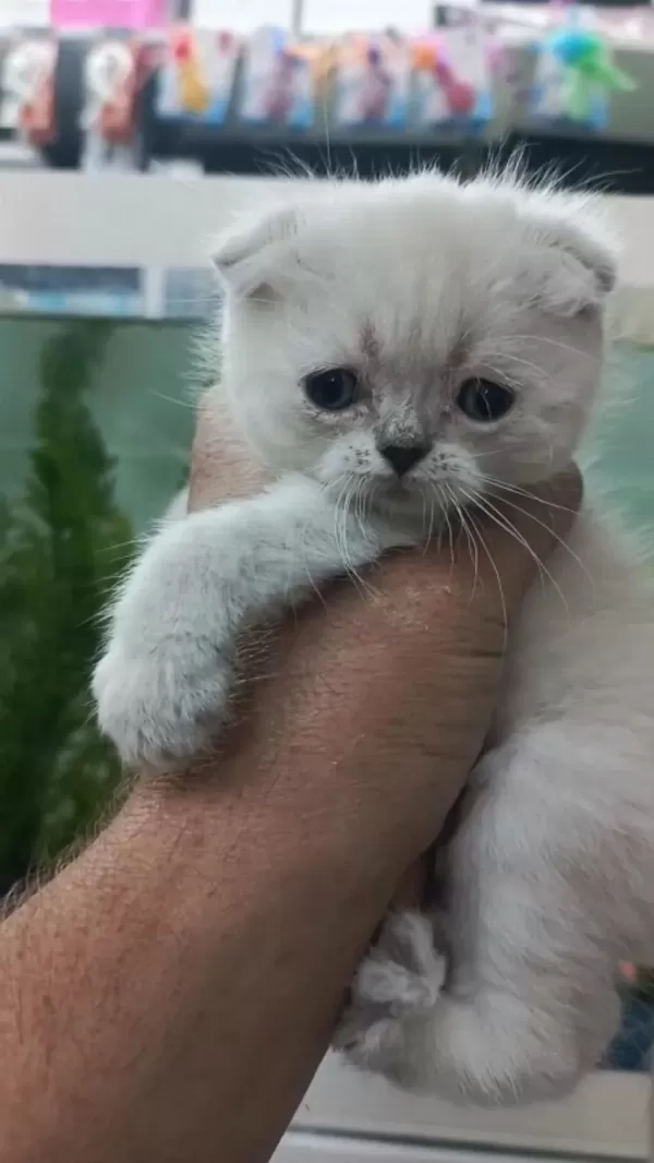 Scottish Fold Kirik Kulak